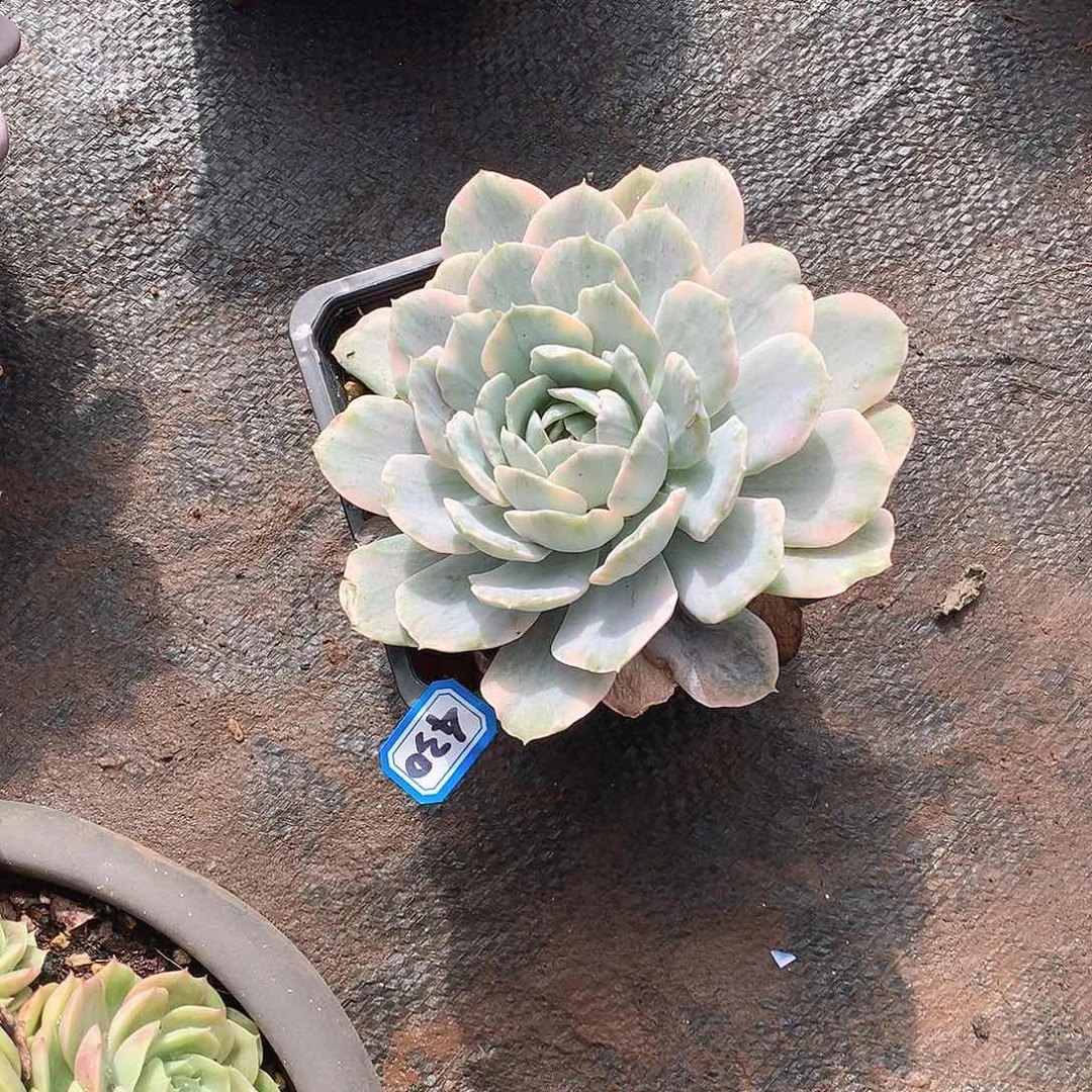 430鲁氏锦 一物一拍多肉