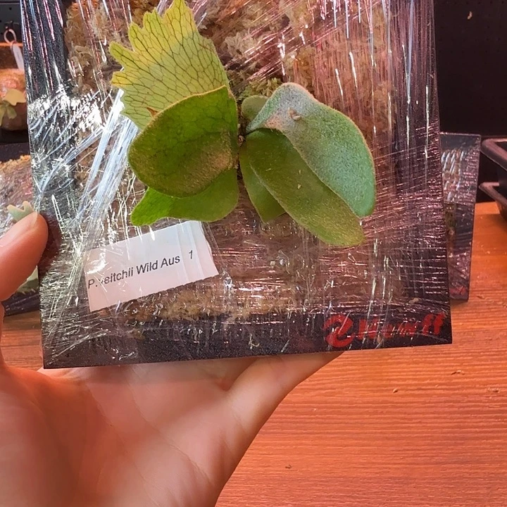 不开花植物澳银#1 孢子苗