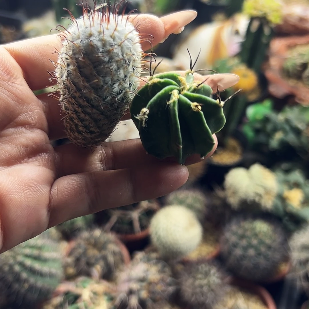 曲词加牛角仙人球66666666