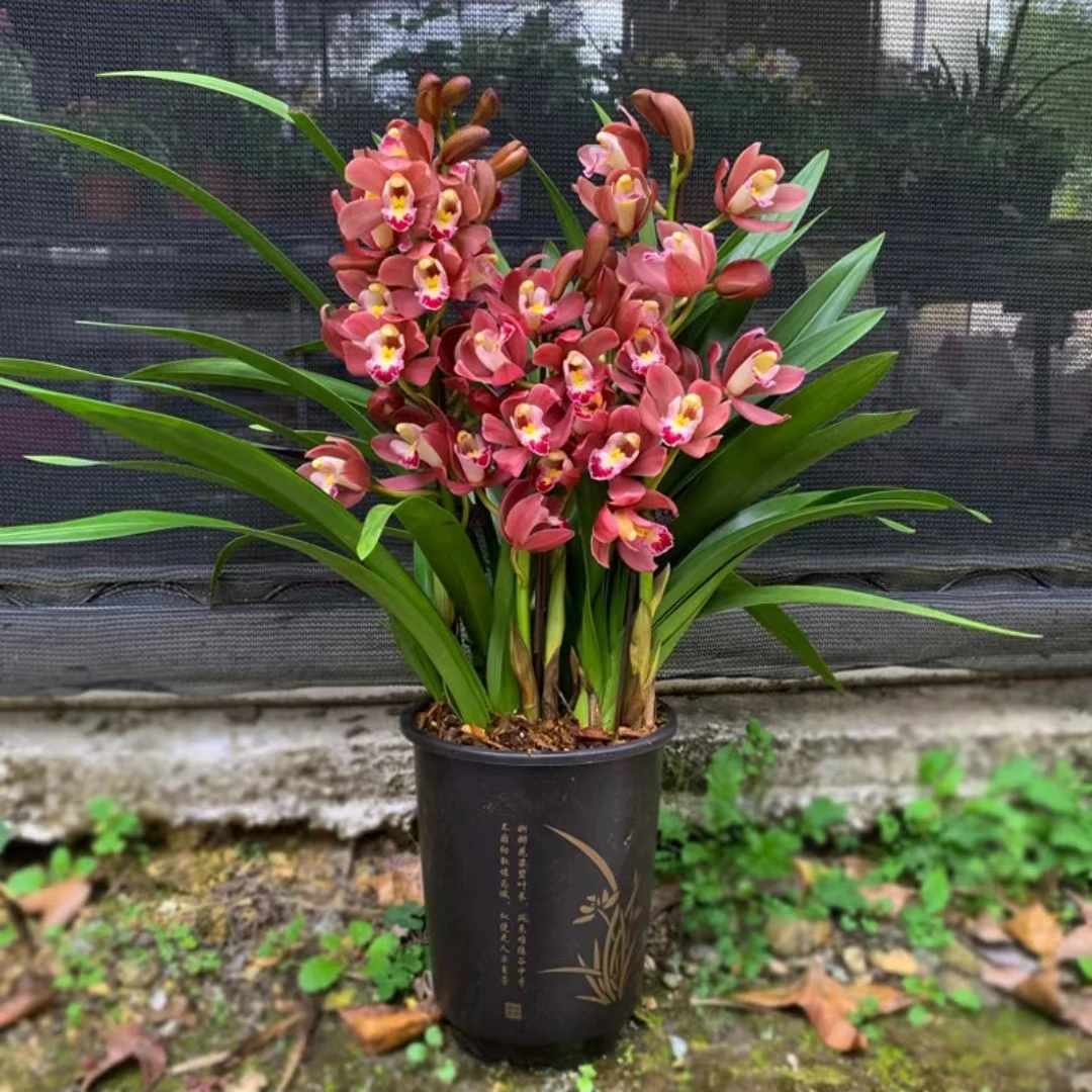 （带花苞）名贵兰花【红宝石】大花国兰红色喜庆浓香大花年宵花