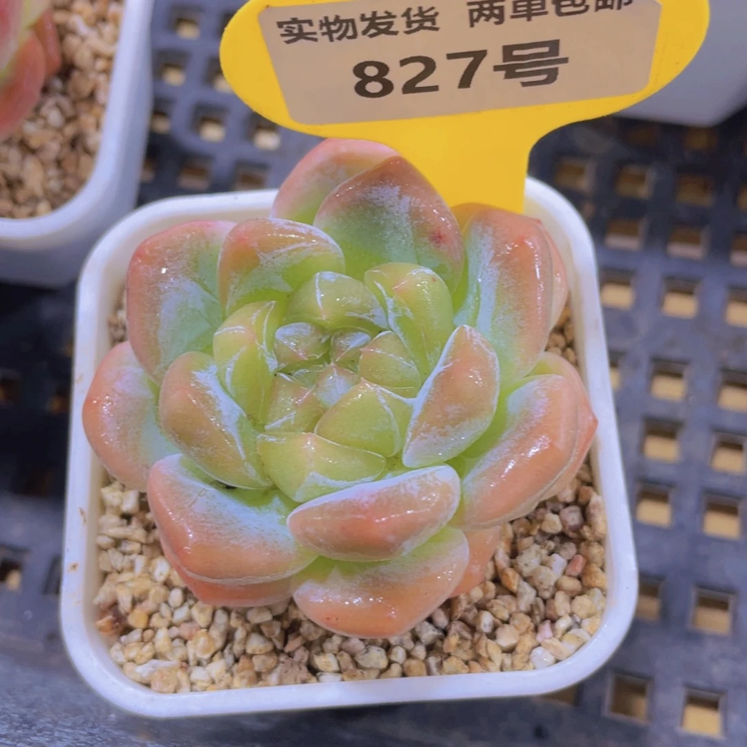 827号 厚叶孤品珍妮