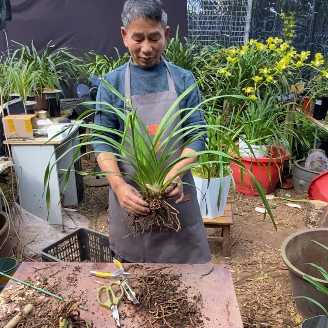 用***1完全开放7青和素虎头兰