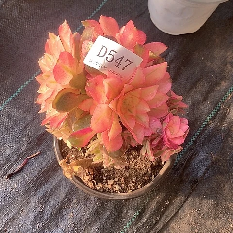 547香妃多肉母本处理不售后