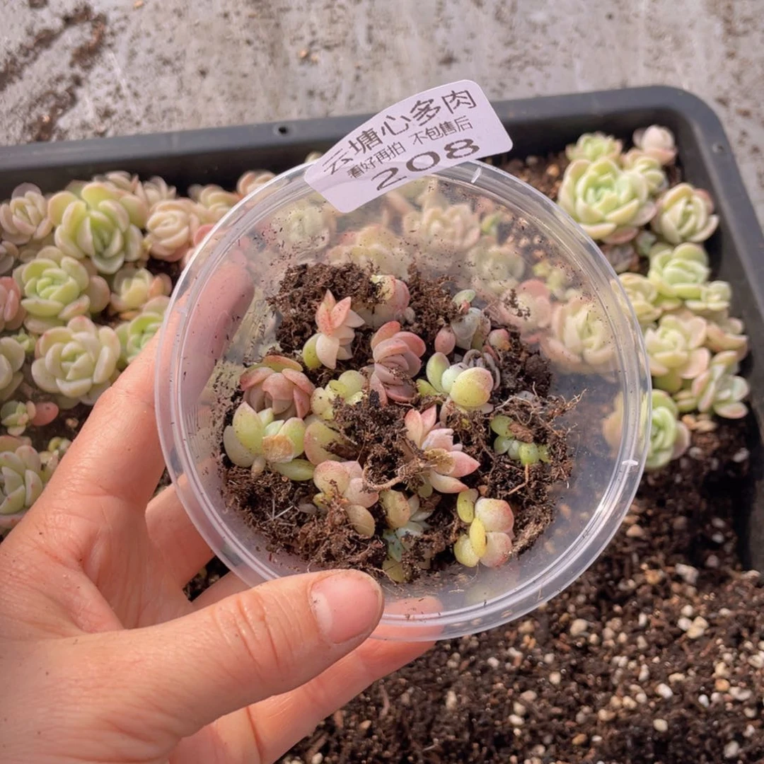 云糖心多肉植物208