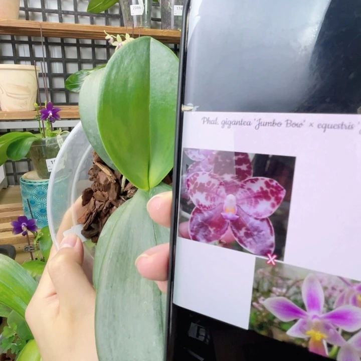 完全开放红象交EQ-白叶子（只有一颗）-1934