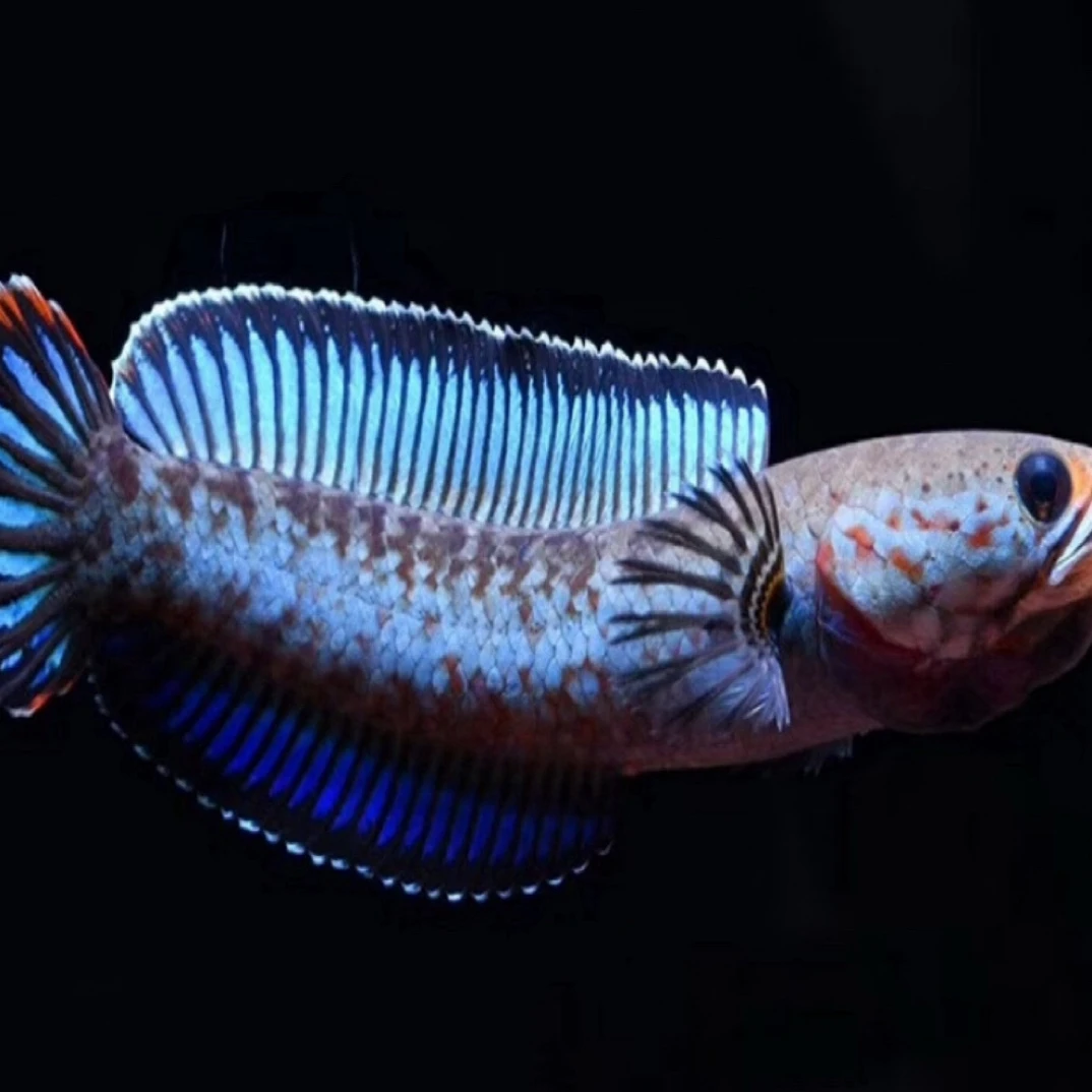 网红同款 阿萨姆奶茶小型雷龙鱼 生性活泼奶凶奶凶的