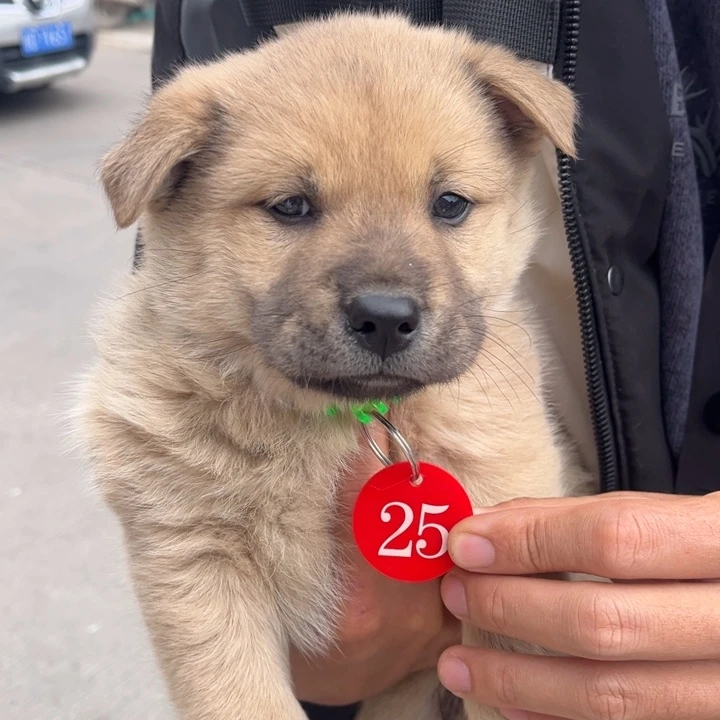 翡***境中华田园犬小土狗公