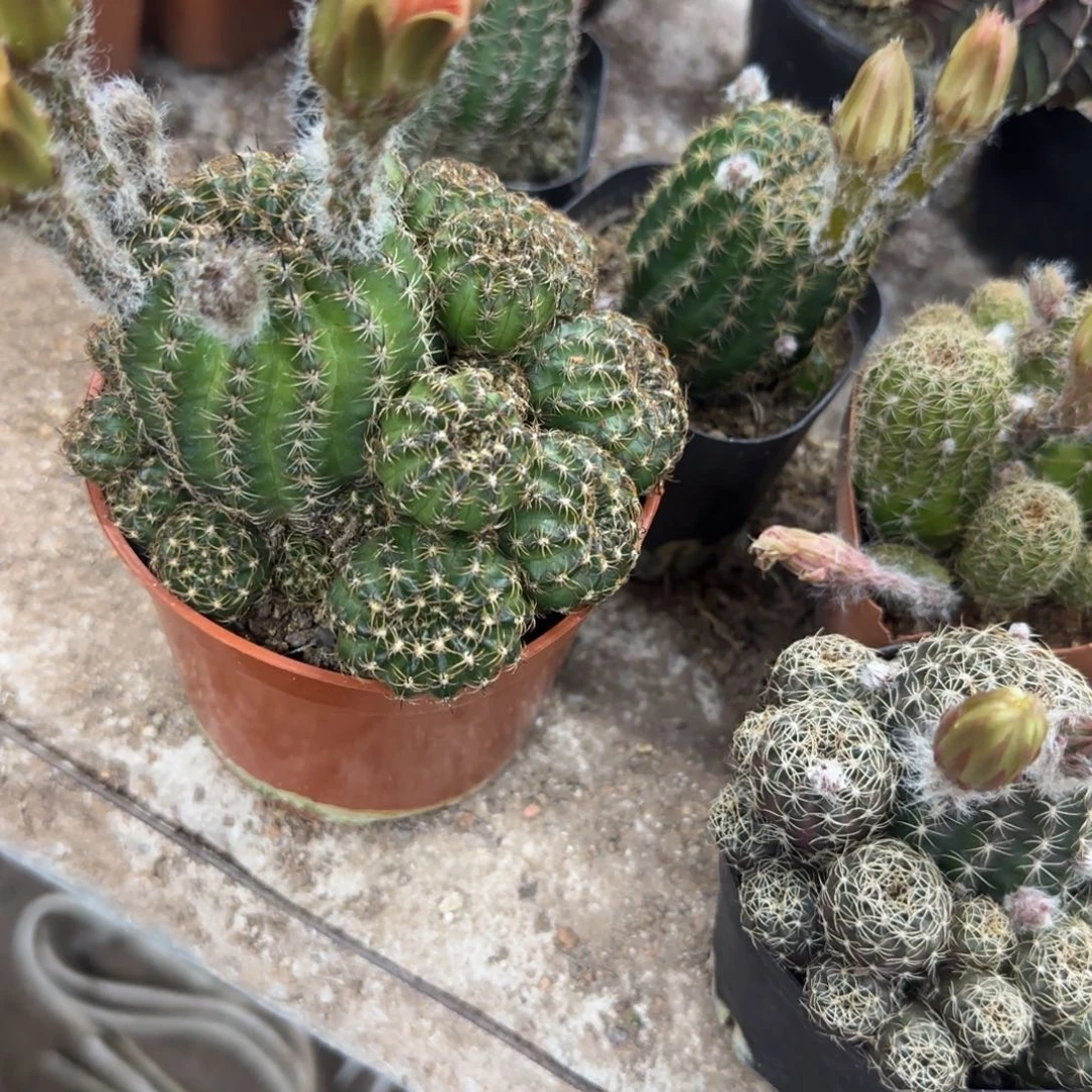 梨*花花花花花花花花