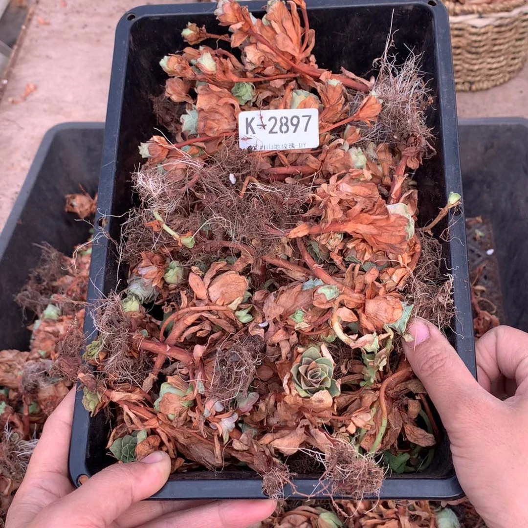 2897 乱七八糟的小苗会掉侧芽