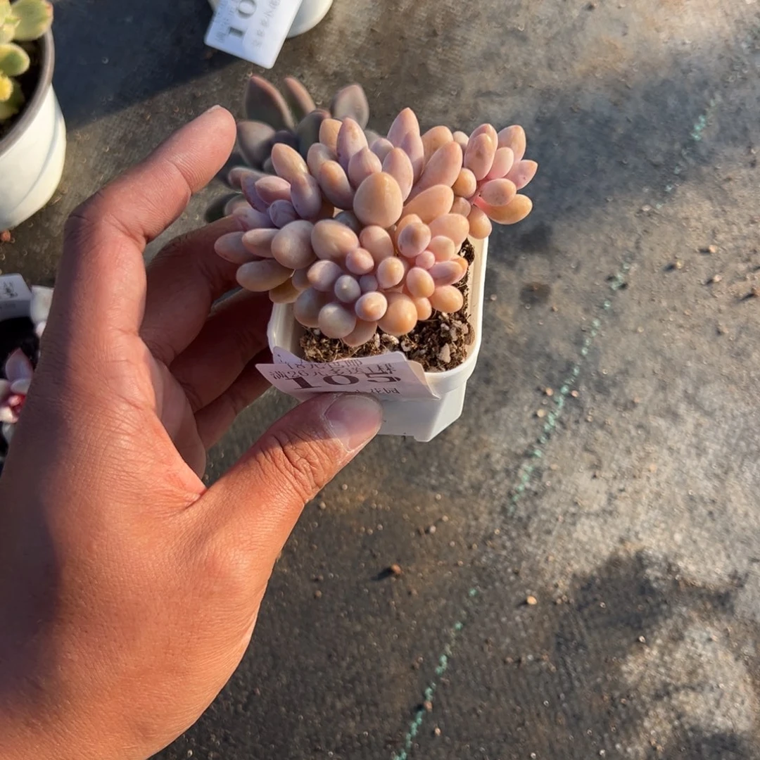 105号五头粉色恋人一物一拍满18包邮