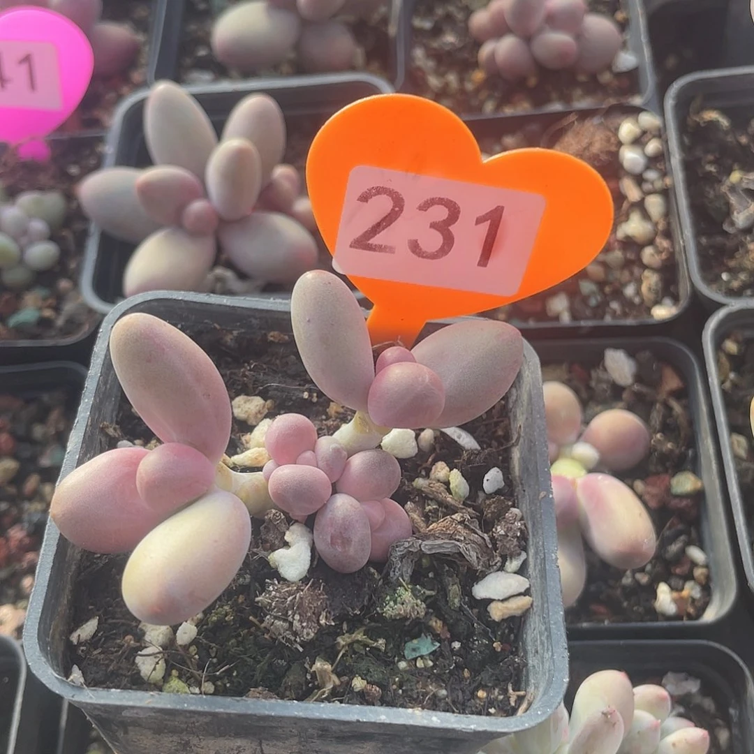 糖果美人 脱土发货 7口盆