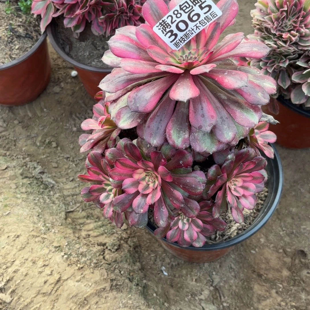 M. 3065红颜多肉1。cad