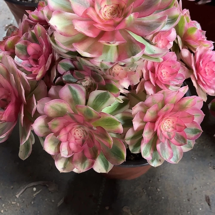 多肉植物荔枝锦…………