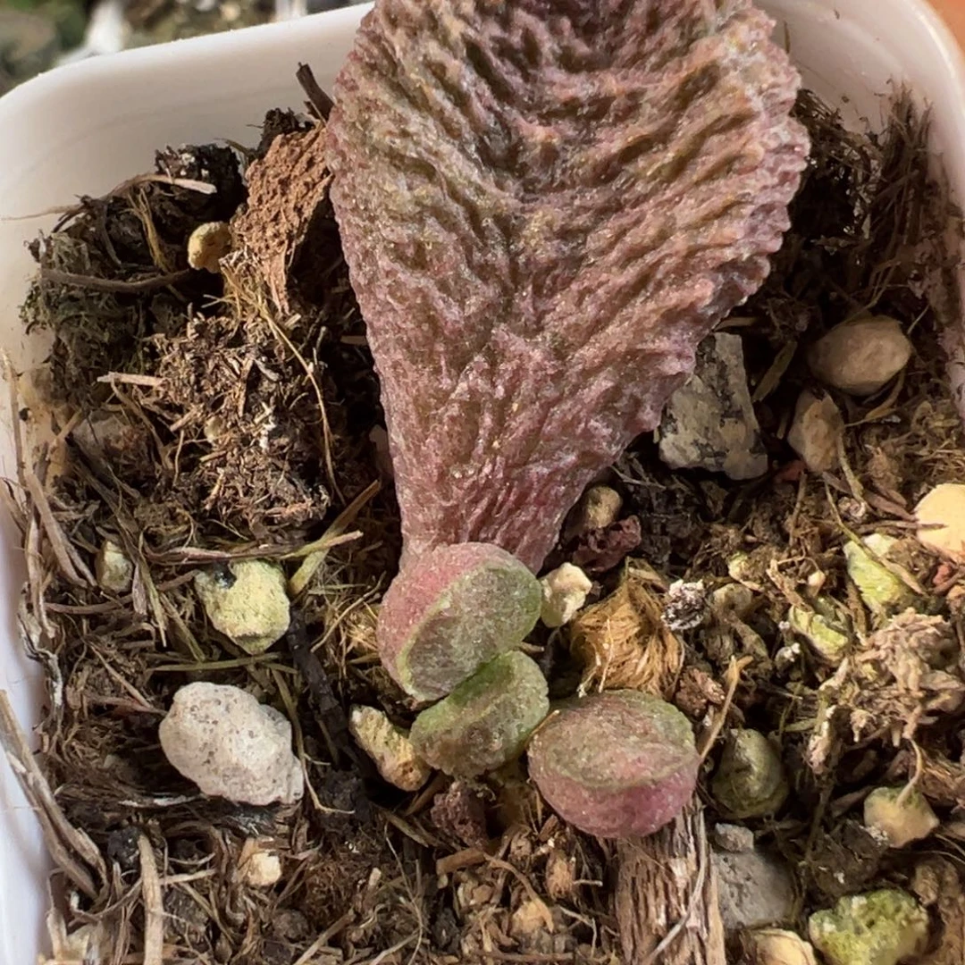 巨猪宝水泡多肉植物水泡