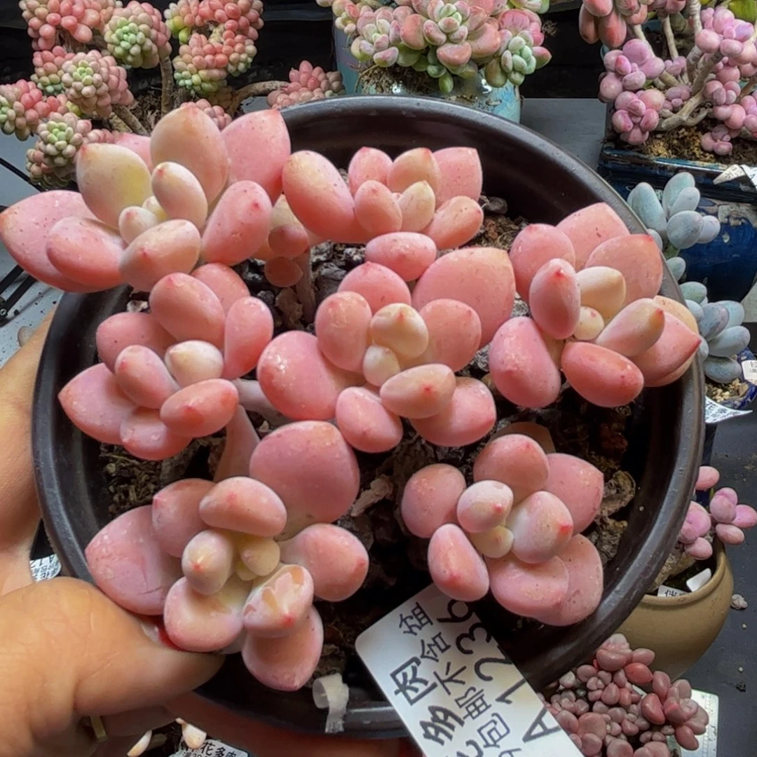 樱花洛神1236/8cm多肉