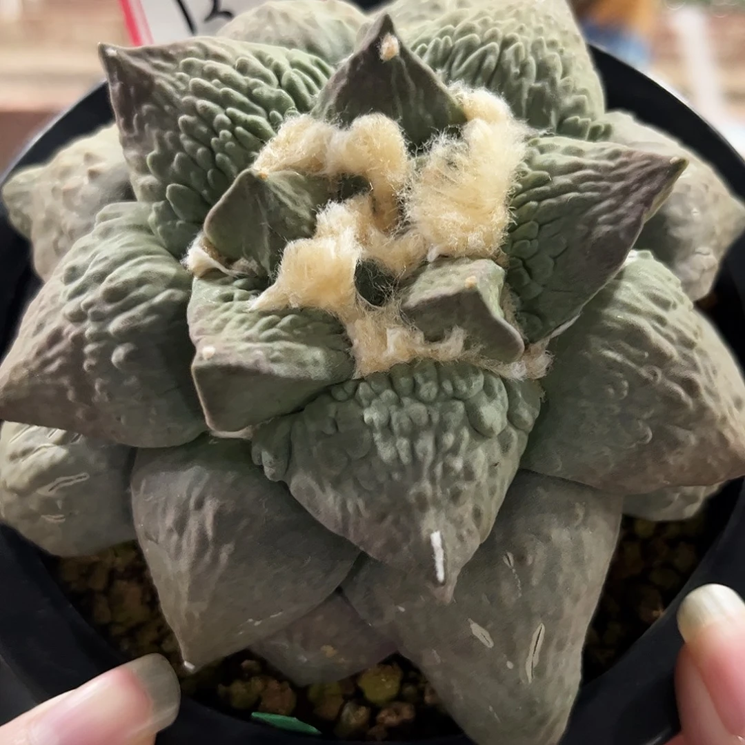 13号12.5cm萝卜根紫姬龙鳞怒