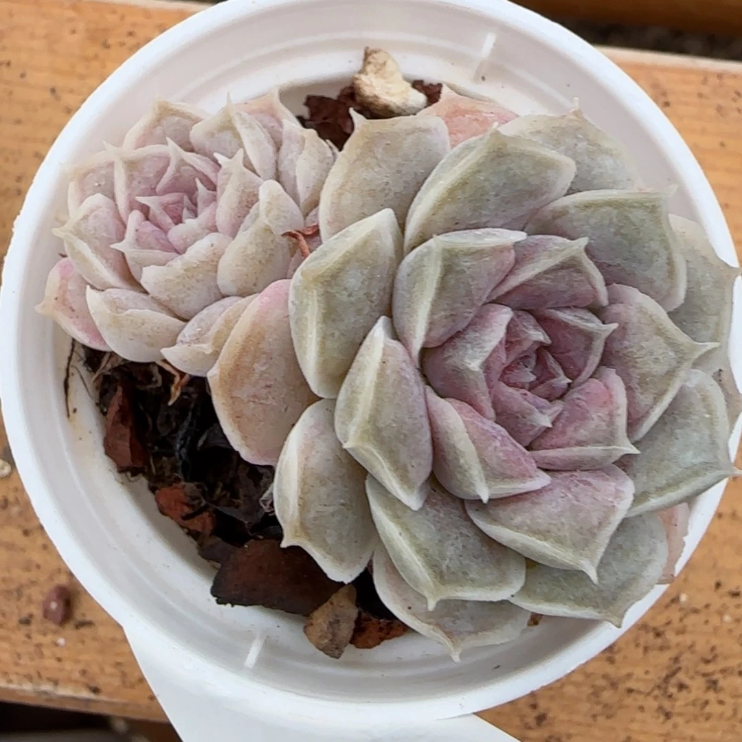 花语逸镜0208-109