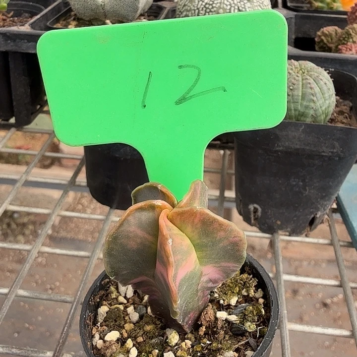 实生鸾凤玉锦3仙人球