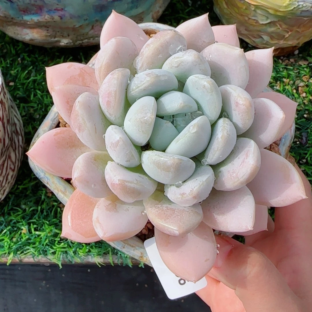 粗桩白芙蓉，7596多肉植物