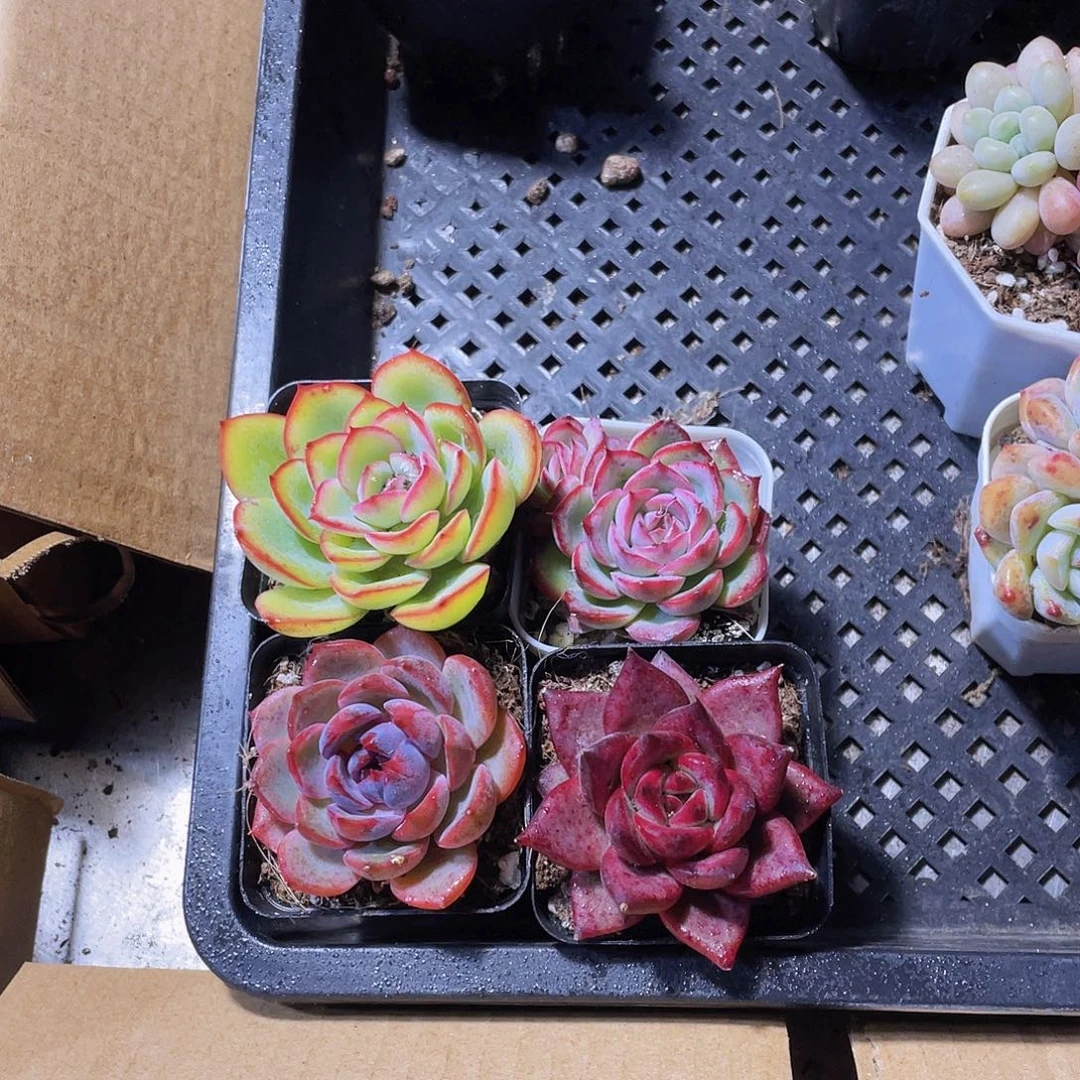 侧影+晨露+罗宾+蓝莓