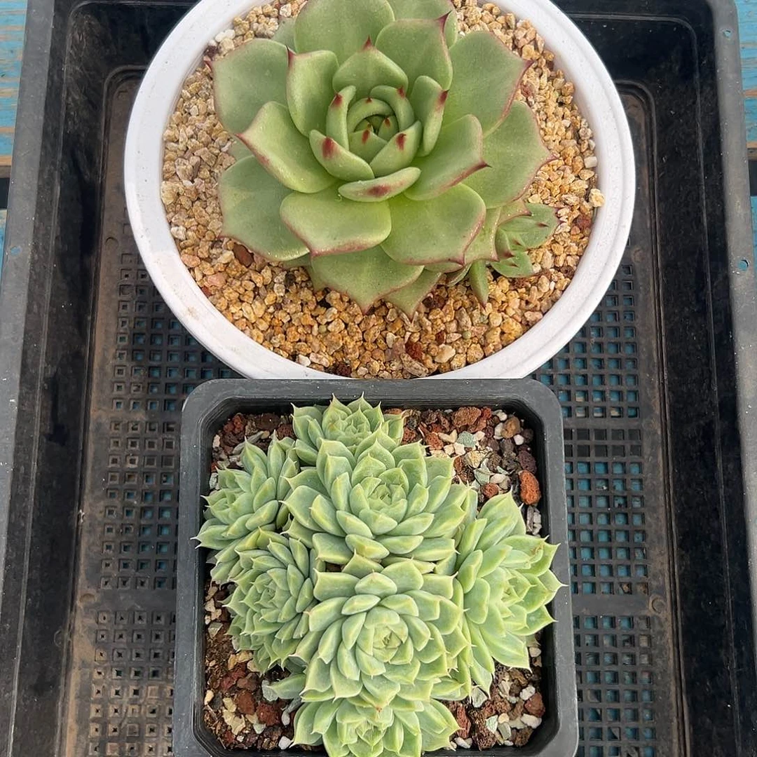 多肉植物一物一拍