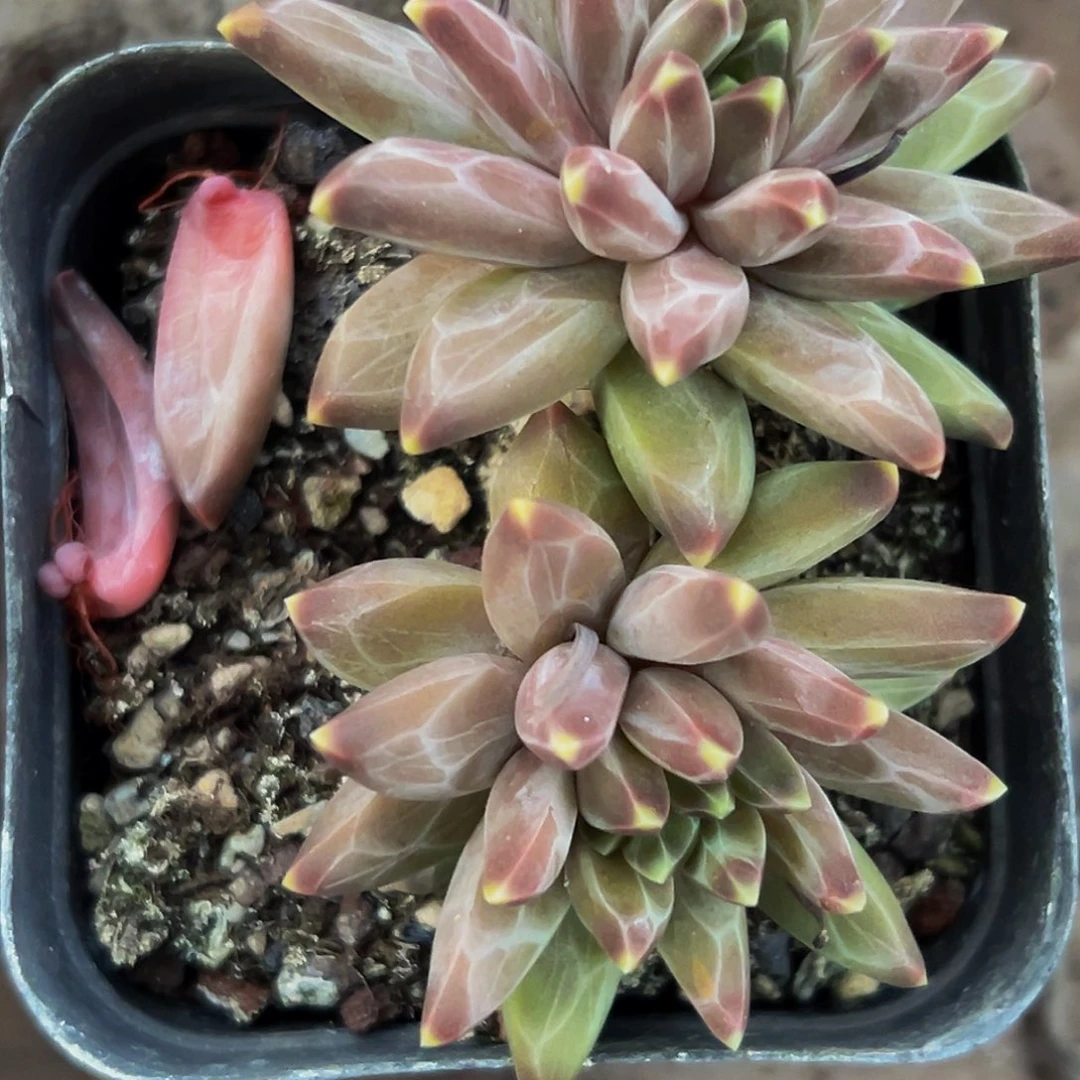 桔云多肉美人精品系列