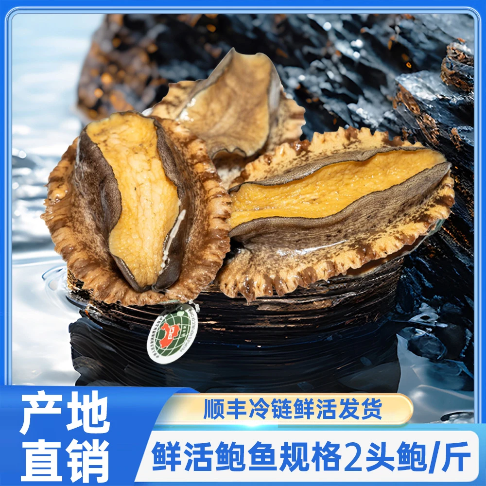 鲜活黄金大鲍鱼南日鲍深海土鲍【规格2头鲍/斤】鲍鱼顺丰冷链发出