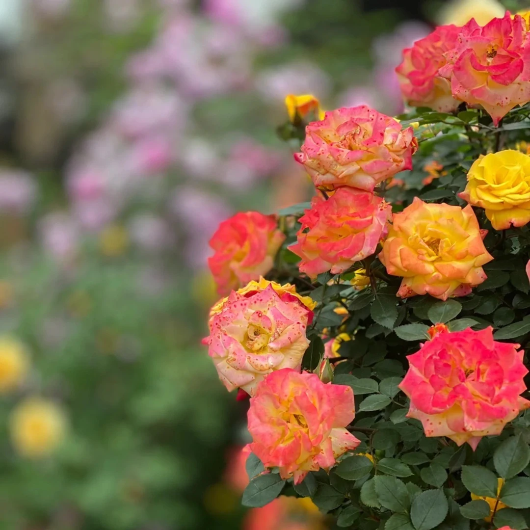 藤彩虹月季 1.5米 四季开花，新手小白易成活庭院花园爬藤月季