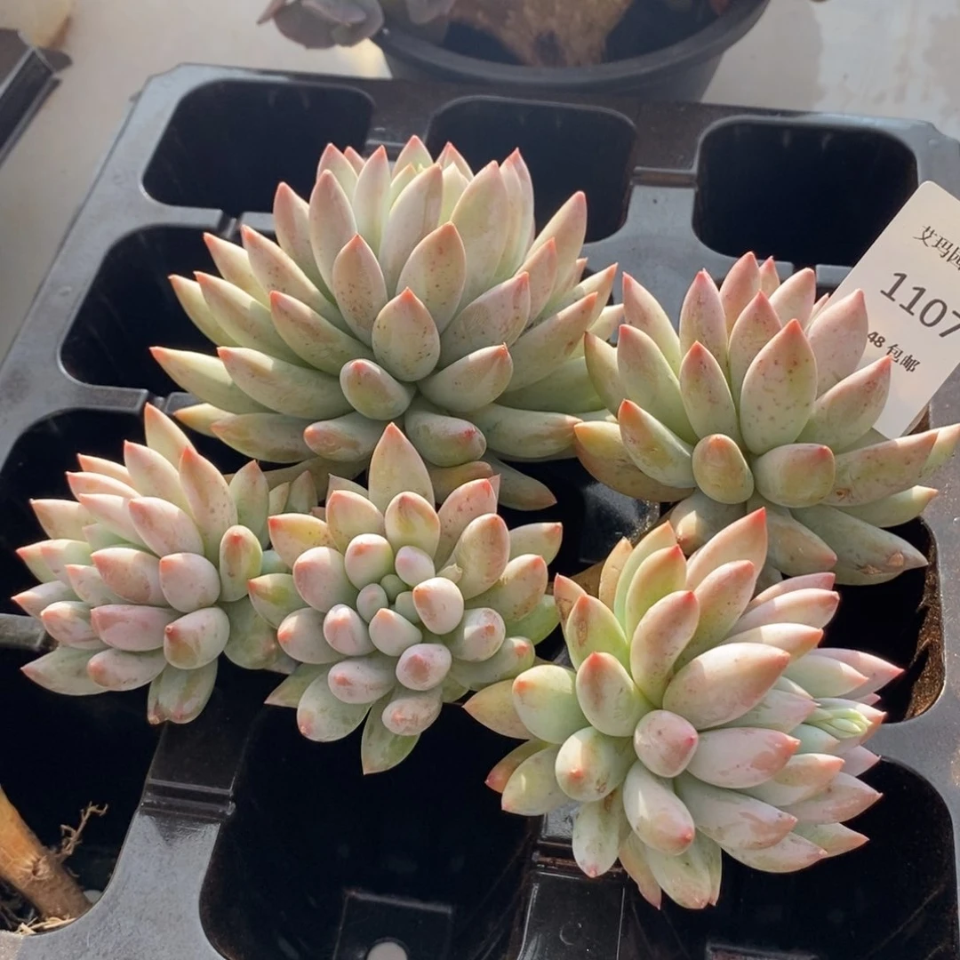 所罗门群生多肉多肉1107