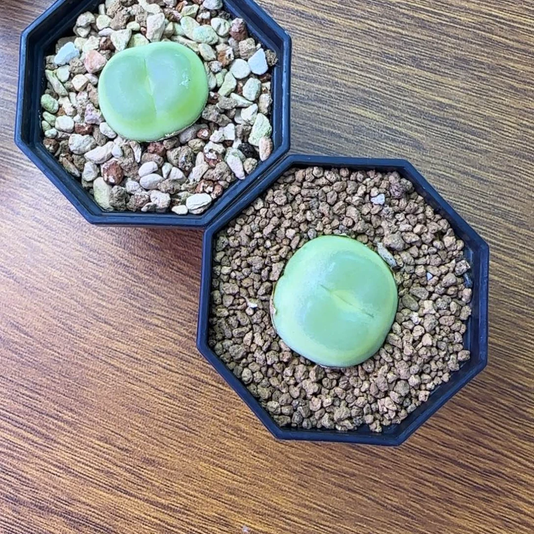 拉登两颗5年的一起打包
