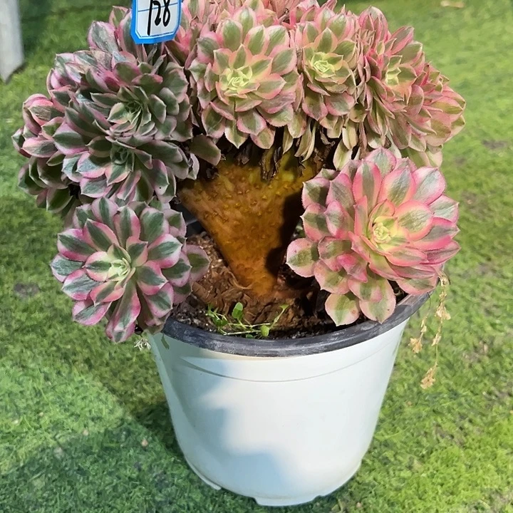 728倾城缀化法师一颗