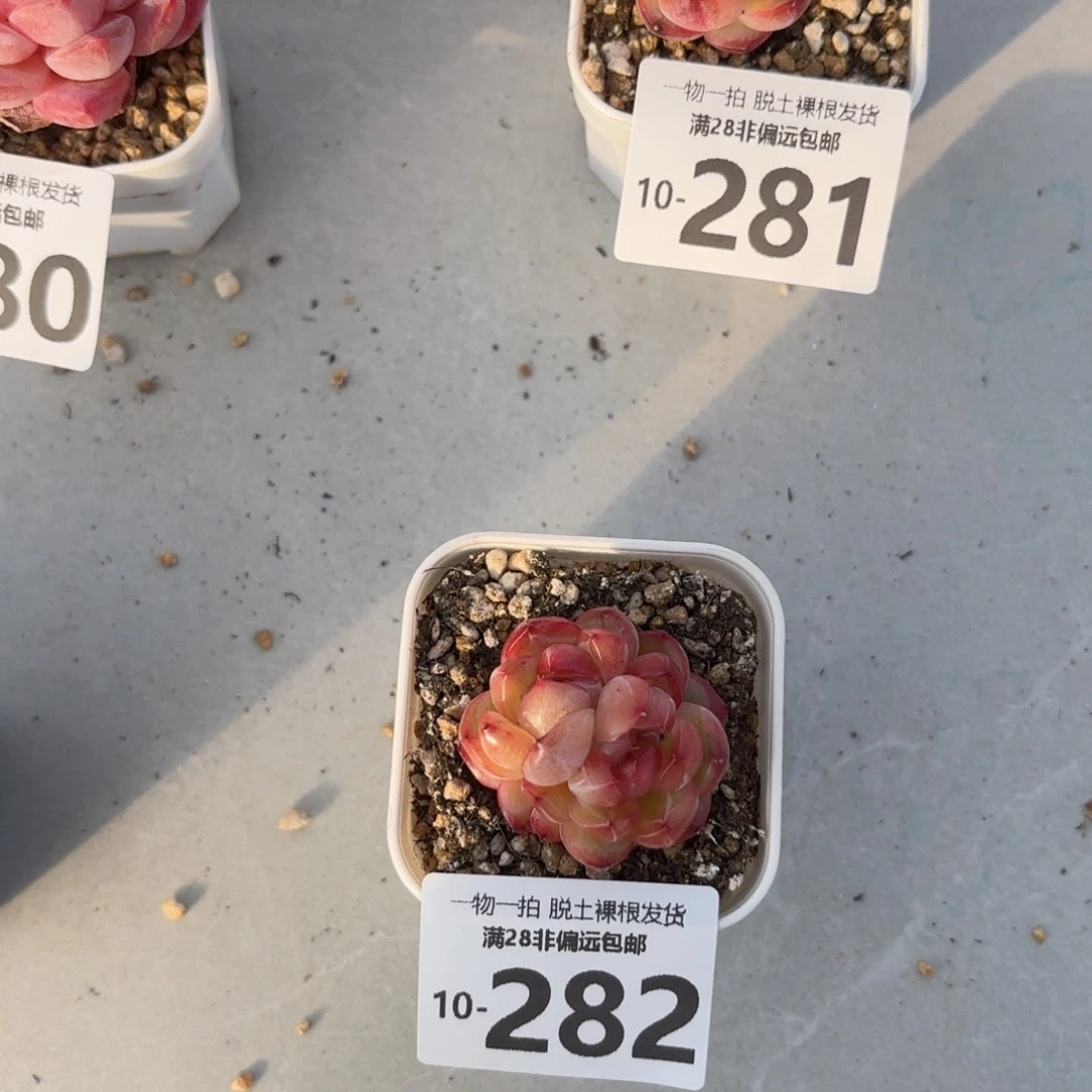 优选珍妮老桩多肉