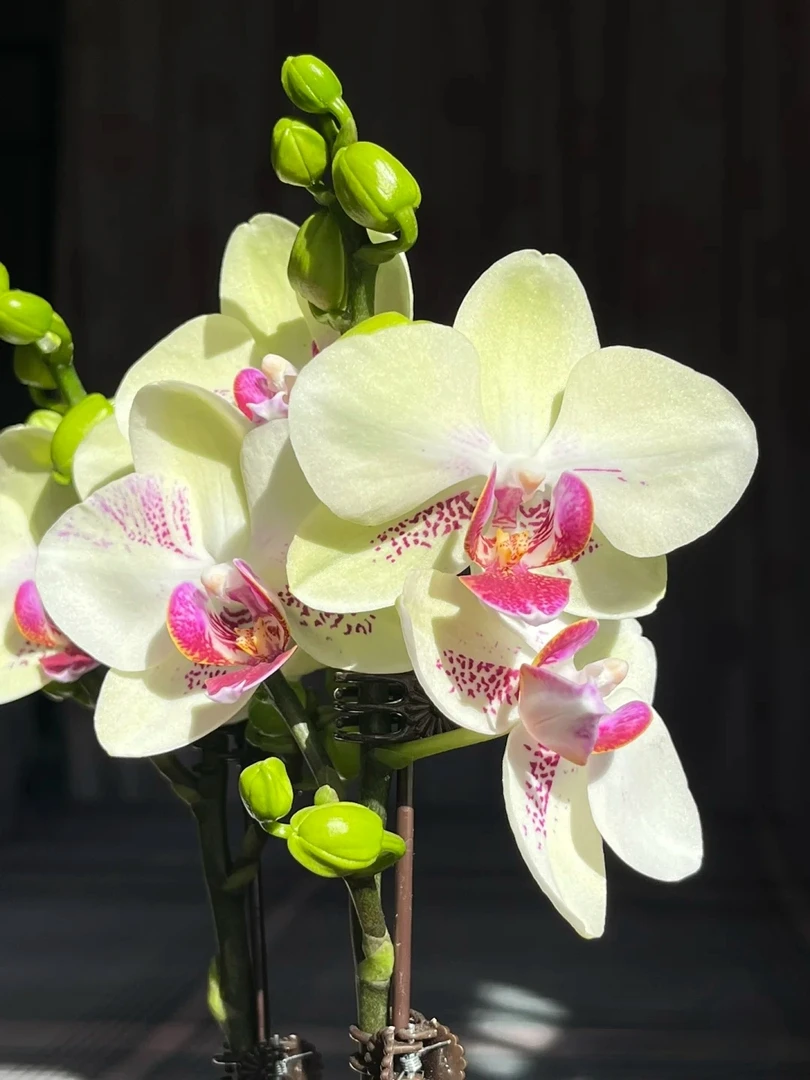 2.8寸（绿熊）蝴蝶兰双苗花后苗叶片有破损有烂根