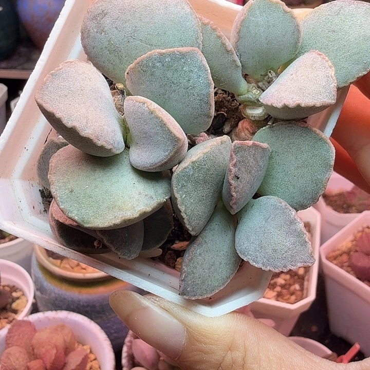 漫***埃水蜜桃和草莓都很好吃啊