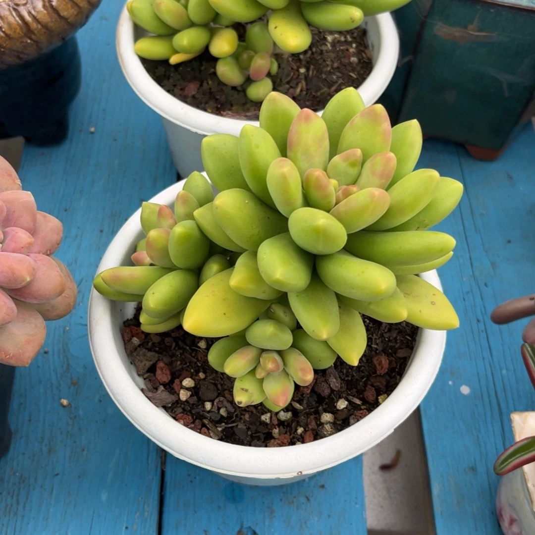 芒果奶多肉一物一拍