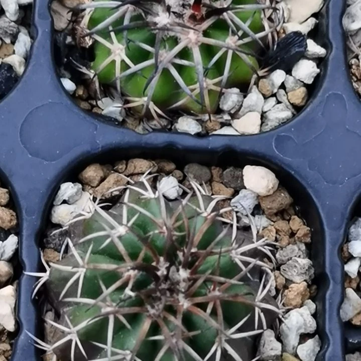 实生大型强黑刺圆盘玉一物一拍