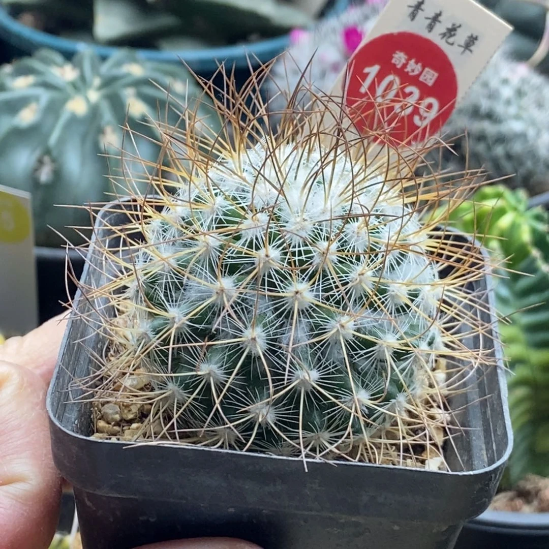 狂刺海泉一颗仙人球