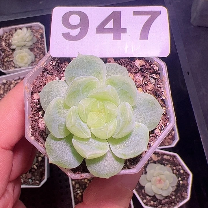 泼天财富密码多肉植物