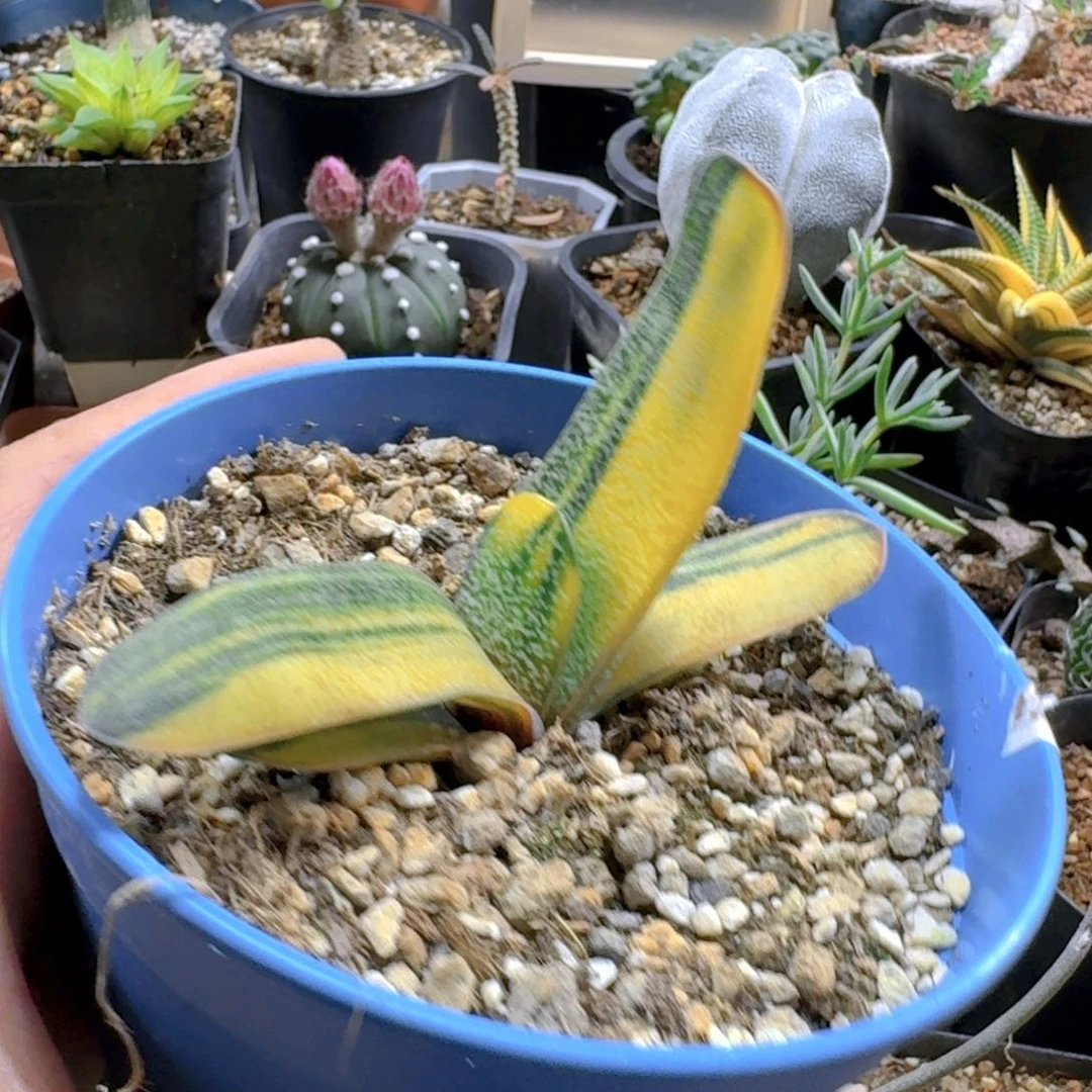 943卧牛锦脱土发货