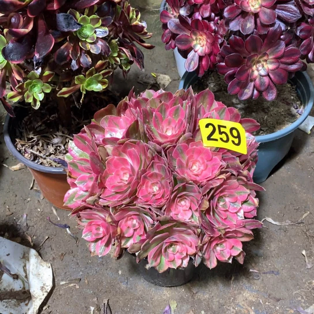 粉女巫丛林多肉法师259