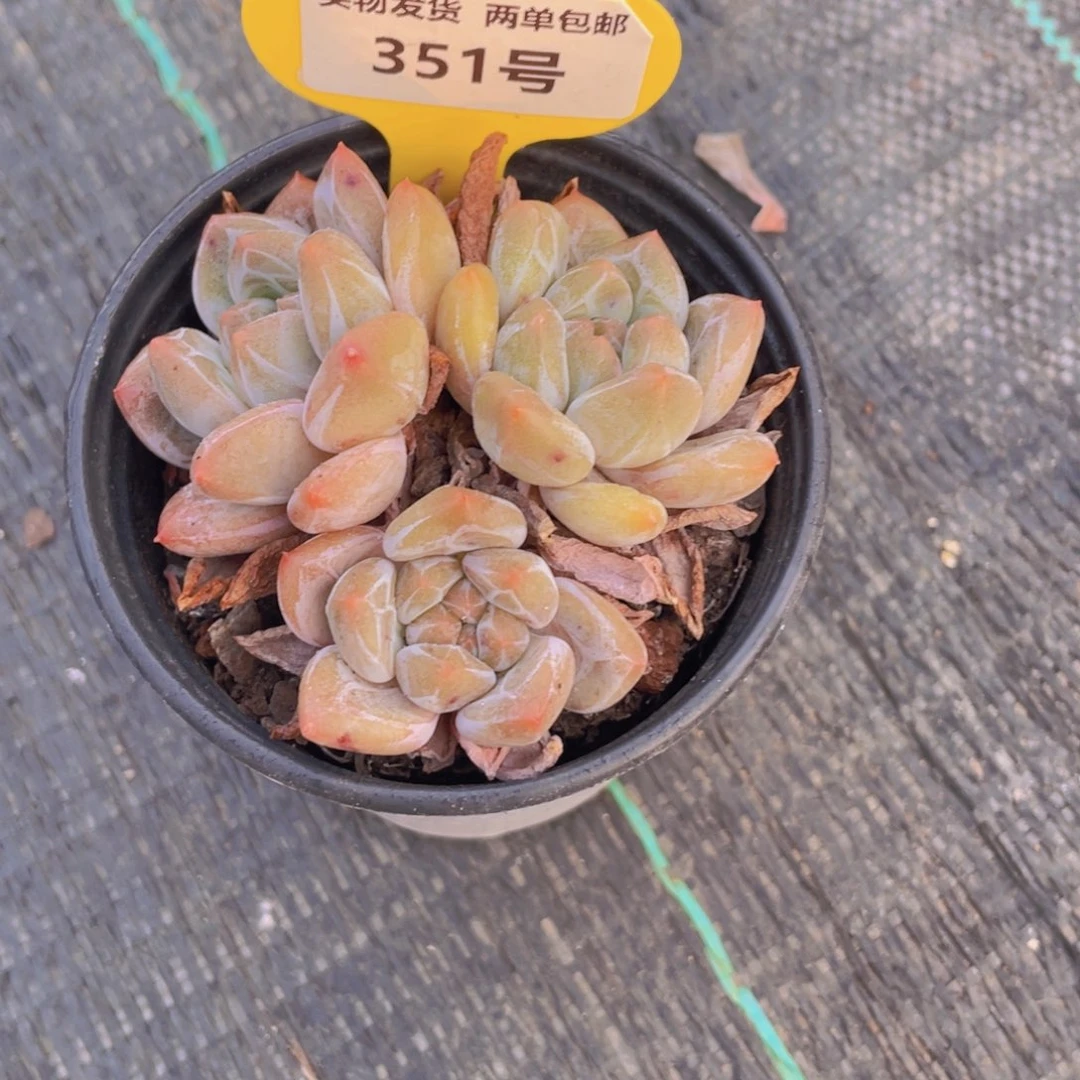 351号 钻石老桩新品