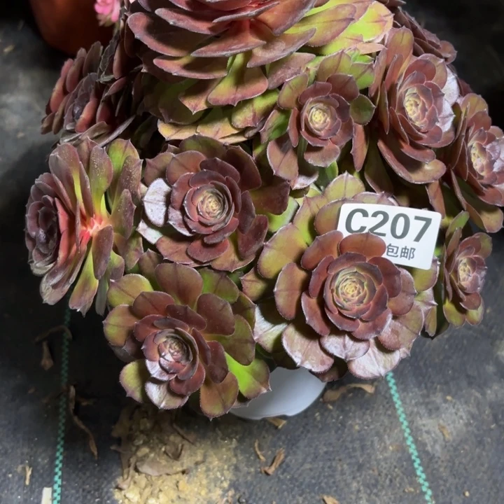 瑞妈一物一拍207