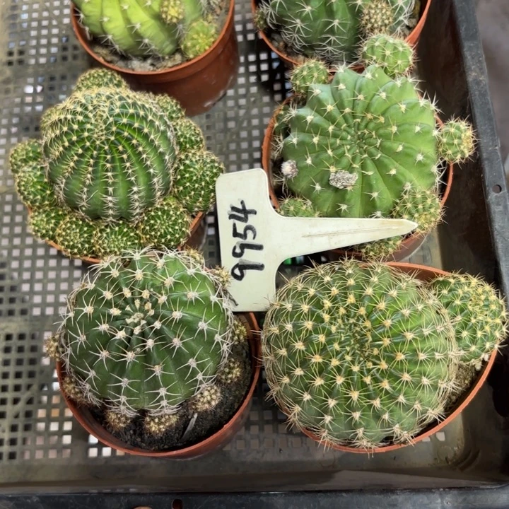 掉****9954六棵好养皮实