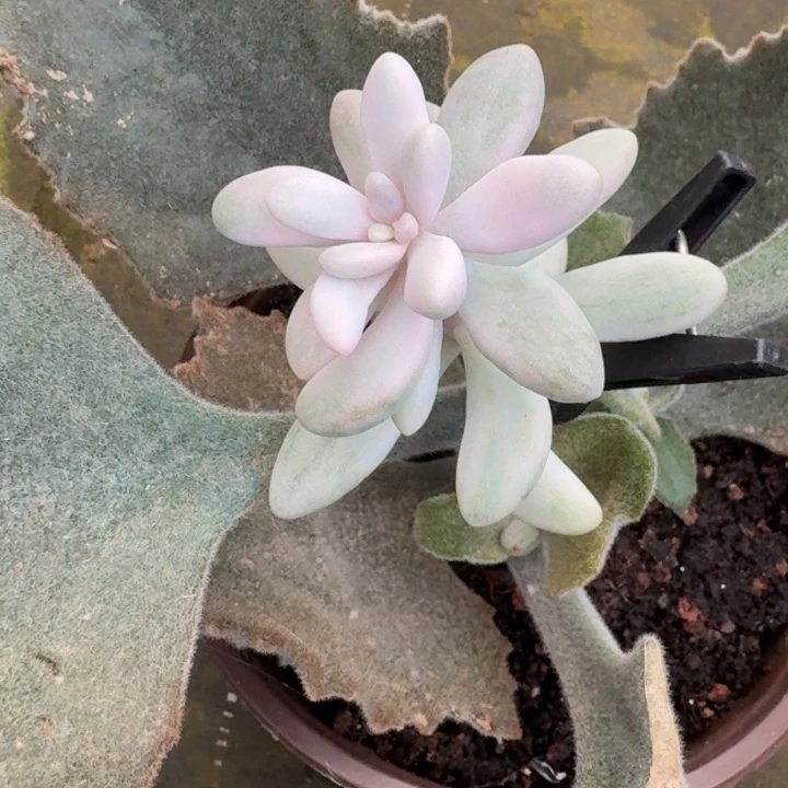 汤圆白锦一物一拍