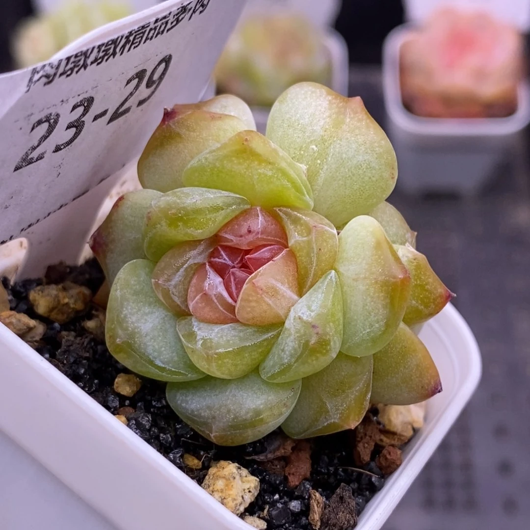 【闪购商品】23-29