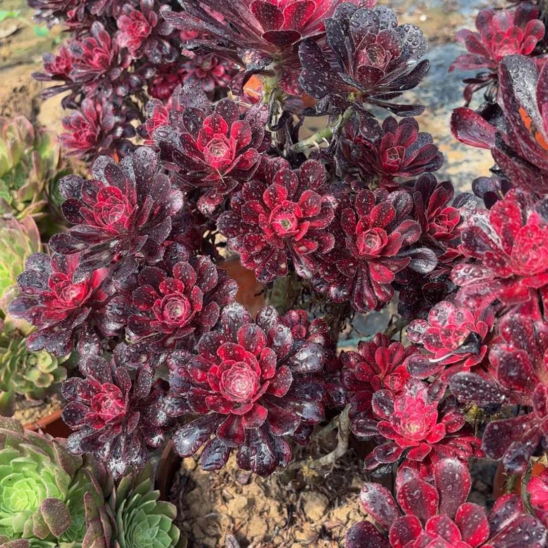 香奈儿老桩19.9福利