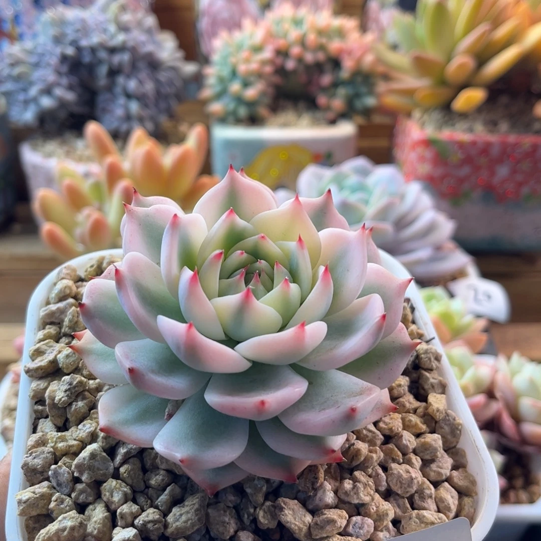 12.14-23吉娃娃锦单头