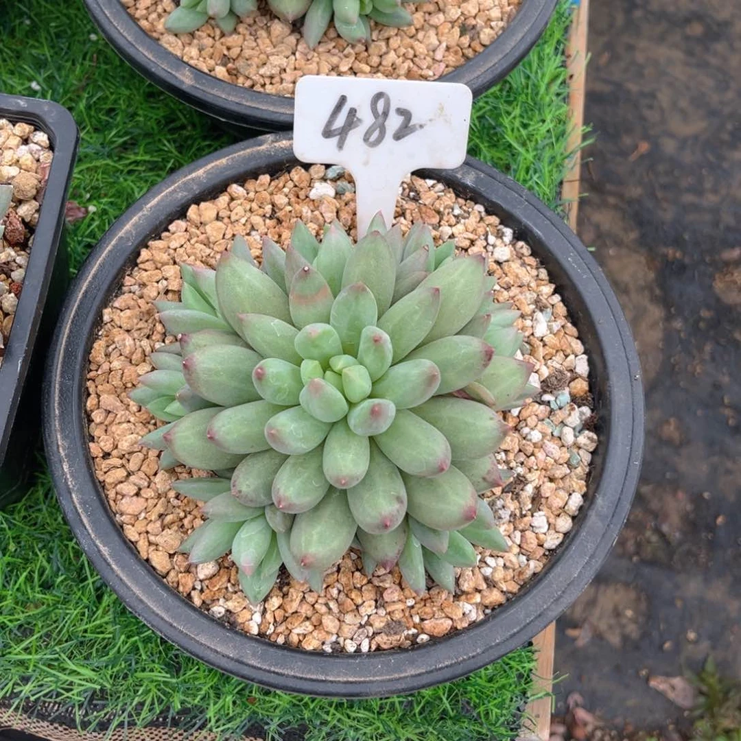 左***离482jlloooolomolwomol