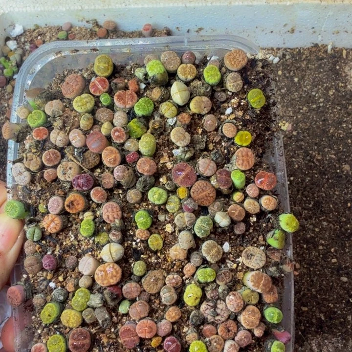 惠*多肉植物的生长发育114