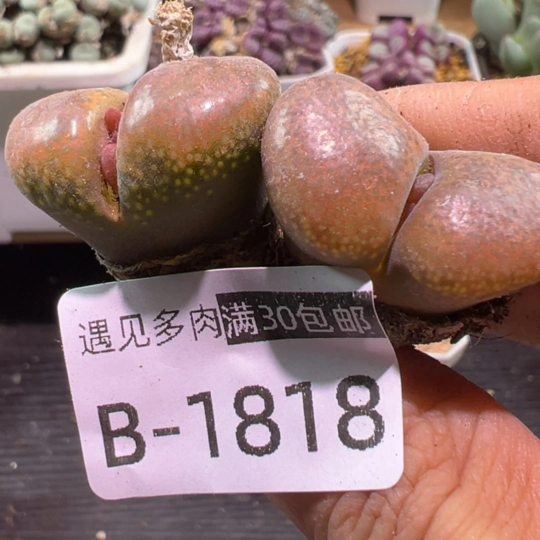 多肉植物111111111111